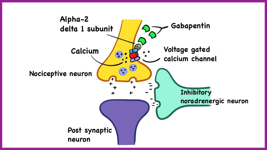 Gabapentin mechanism of action