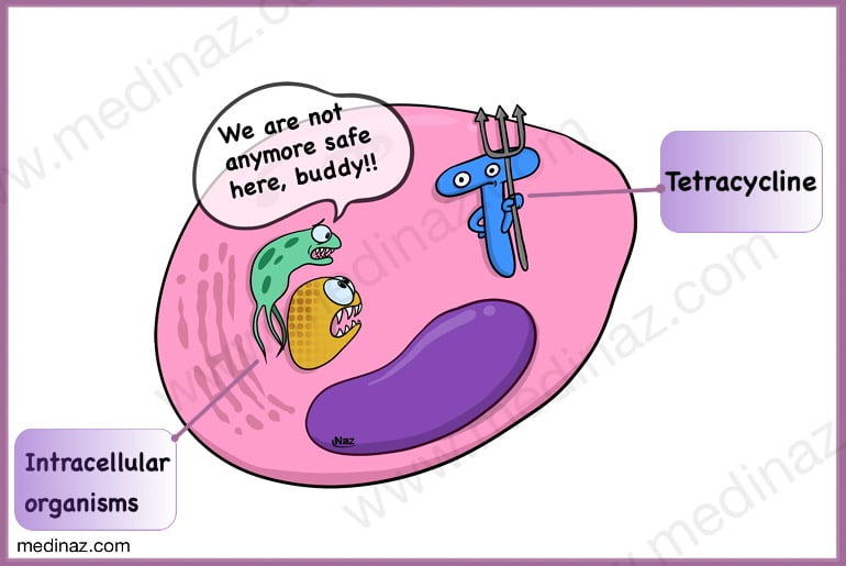 Tetracycline antibiotics antimicrobial coverage