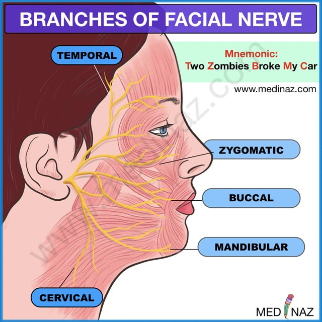 Branches of facial nerve mnemonic