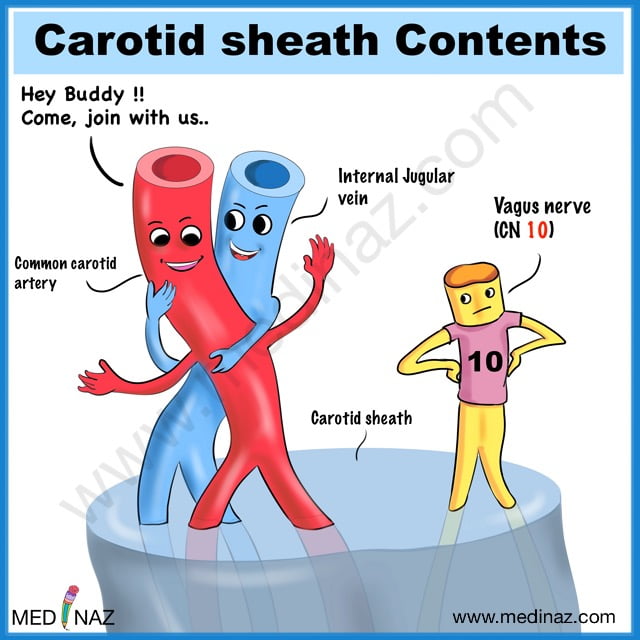 Carotid sheath contents anatomy mnemonics