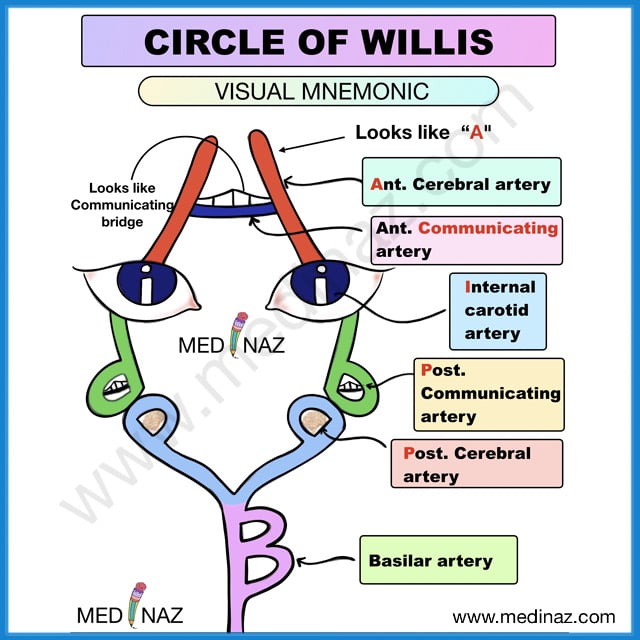 internal carotid artery branches mnemonic