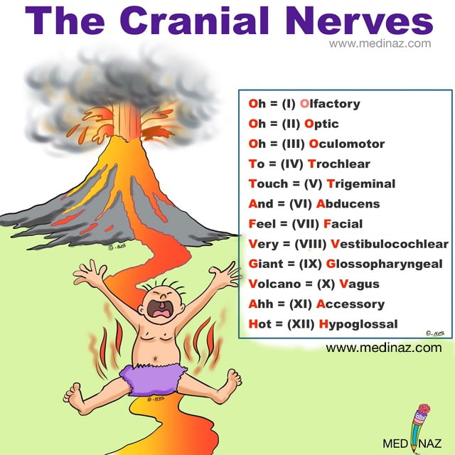 This image contain a baby and volcano explaining cranial nerves mnemonics