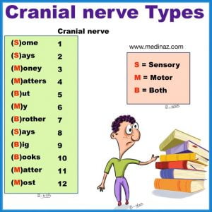 Cranial Nerves Mnemonics Anatomy Simplified