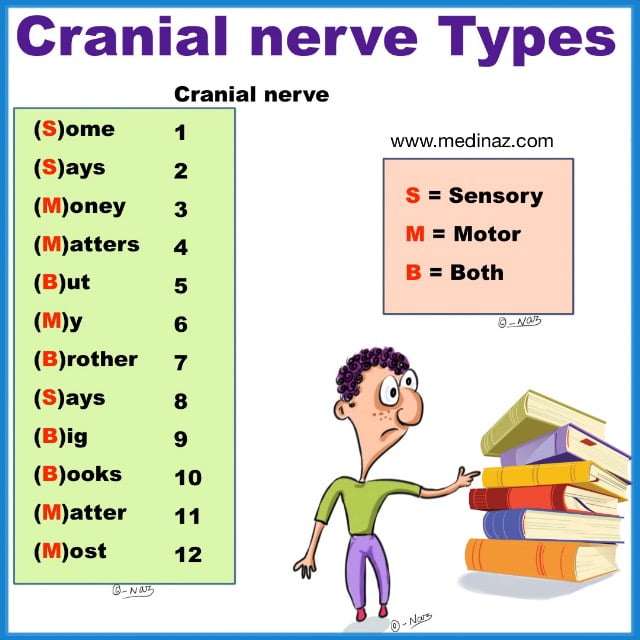 Cranial nerves types mnemonic