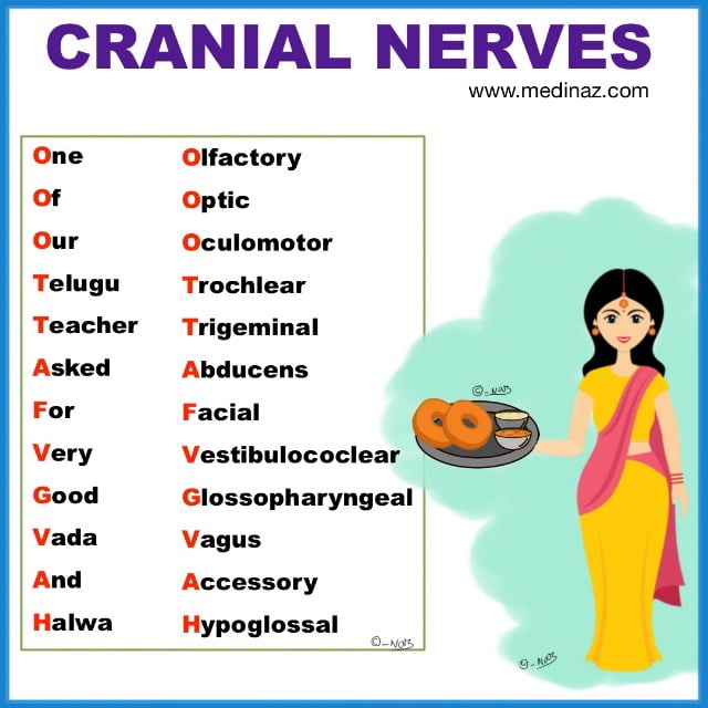 Cranial nerves types anatomy mnemonic