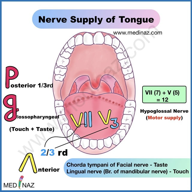 Nerve supply of tongue mnemonic
