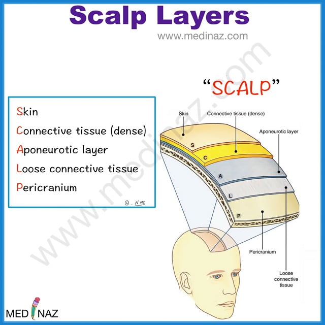 Scalp layers mnemonic