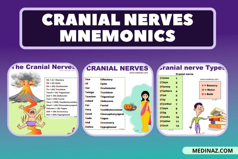 cranial nerves mnemonic