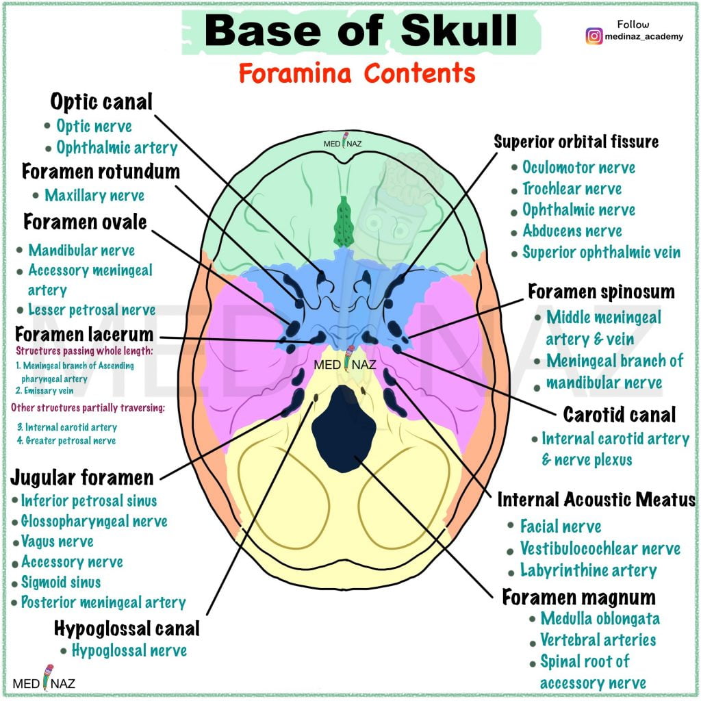This image contains Base of the skull and Foramina with contents passing through it.