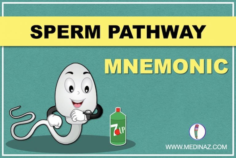 Sperm Pathway Mnemonic 7up Medinaz Blog 9016
