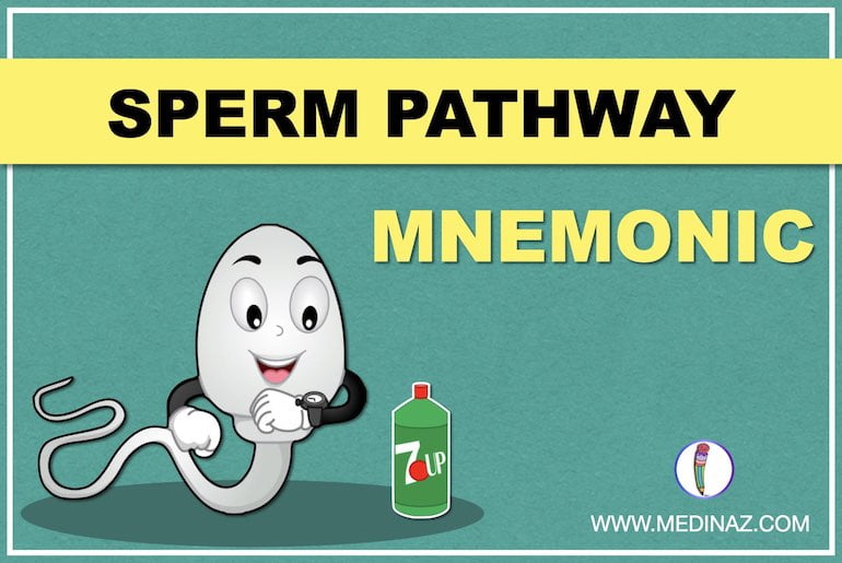 In this image a sperm is looking at the seven up bottle. The heading is sperm pathway mnemonic