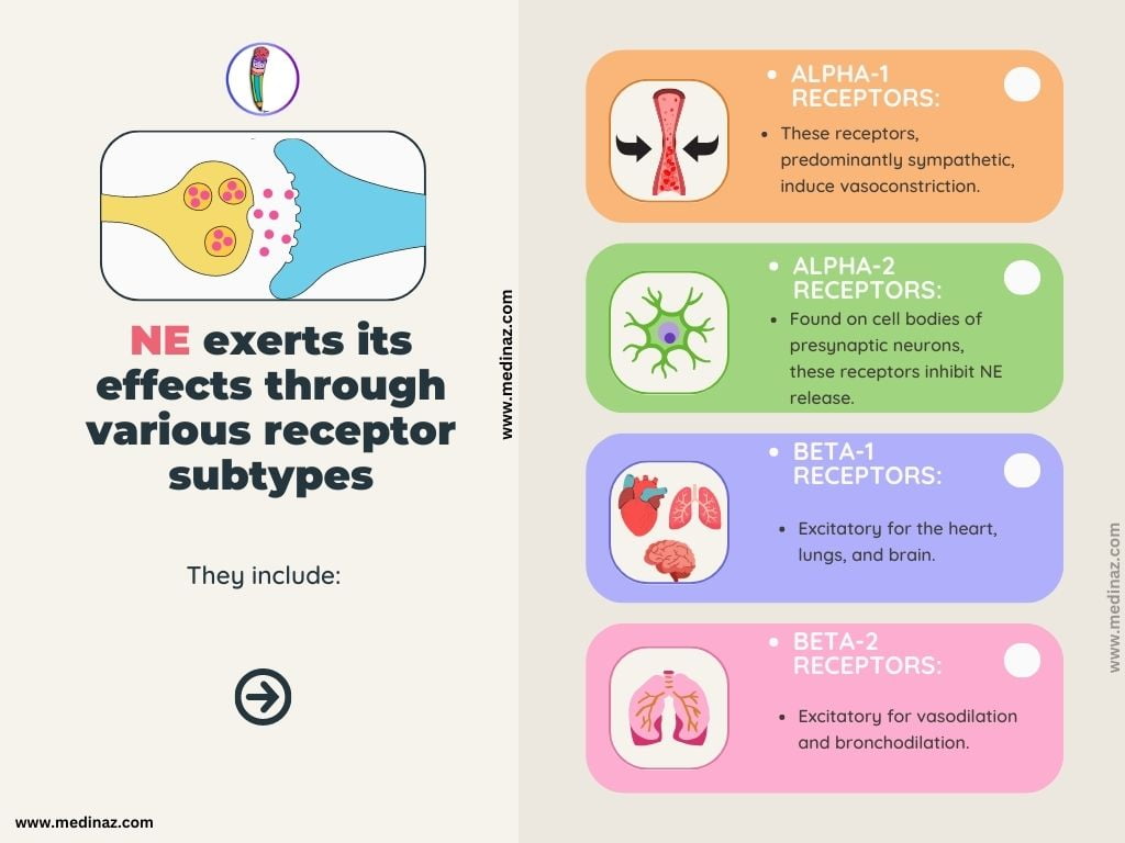 Norepinephrine Receptor sub types