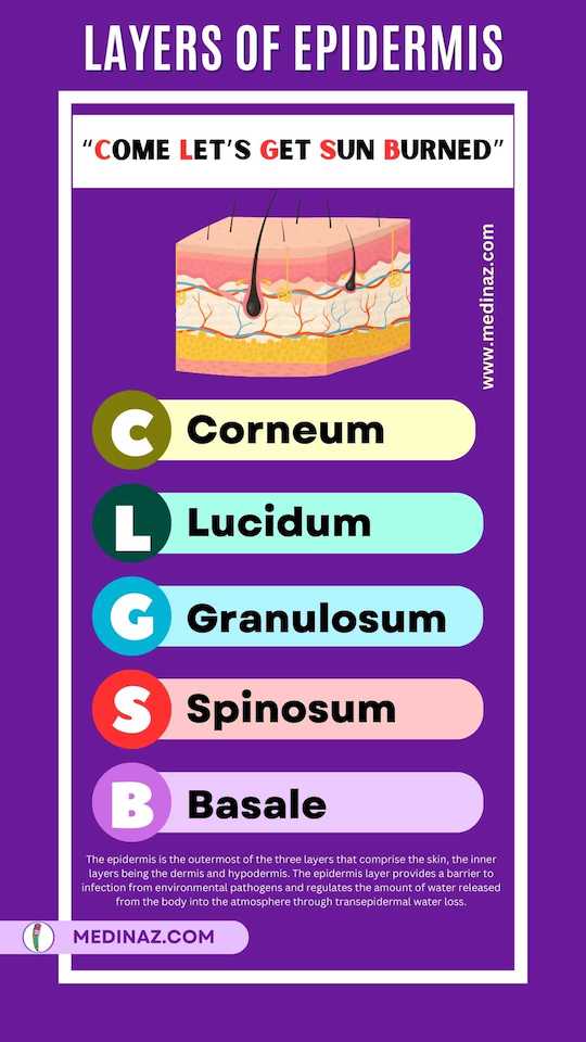 Epidermis Layers Mnemonic - Medinaz Blog