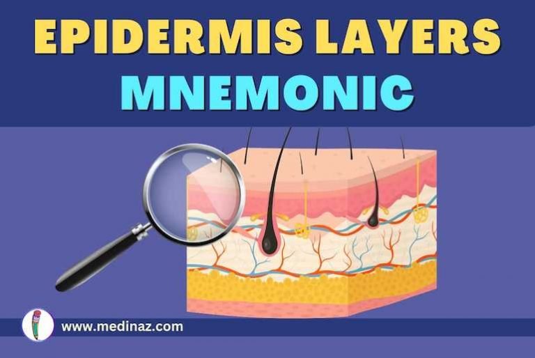 Epidermis Layers Mnemonic - Medinaz Blog