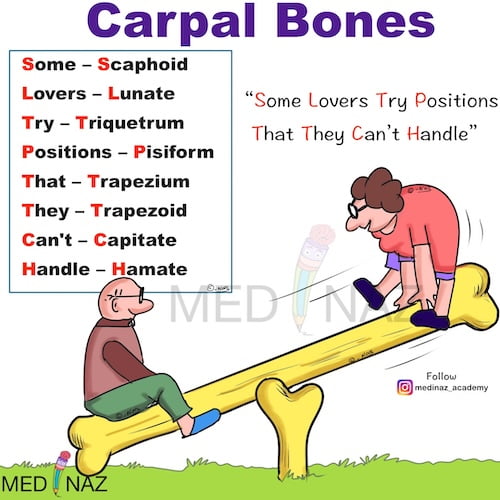 Carpal bones Mnemonic