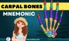 Mnemonic wrist bones (Carpal bones Mnemonic)